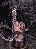 Dog Collar Purple