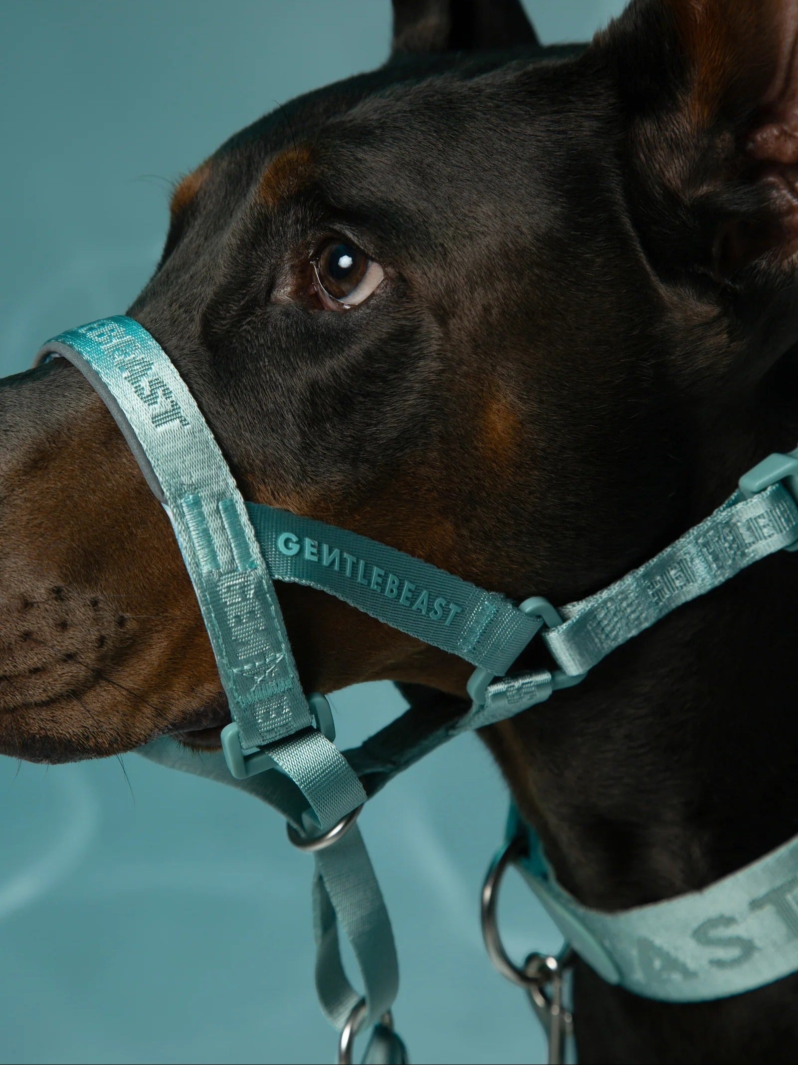 Dog Headcollar Mint Blue