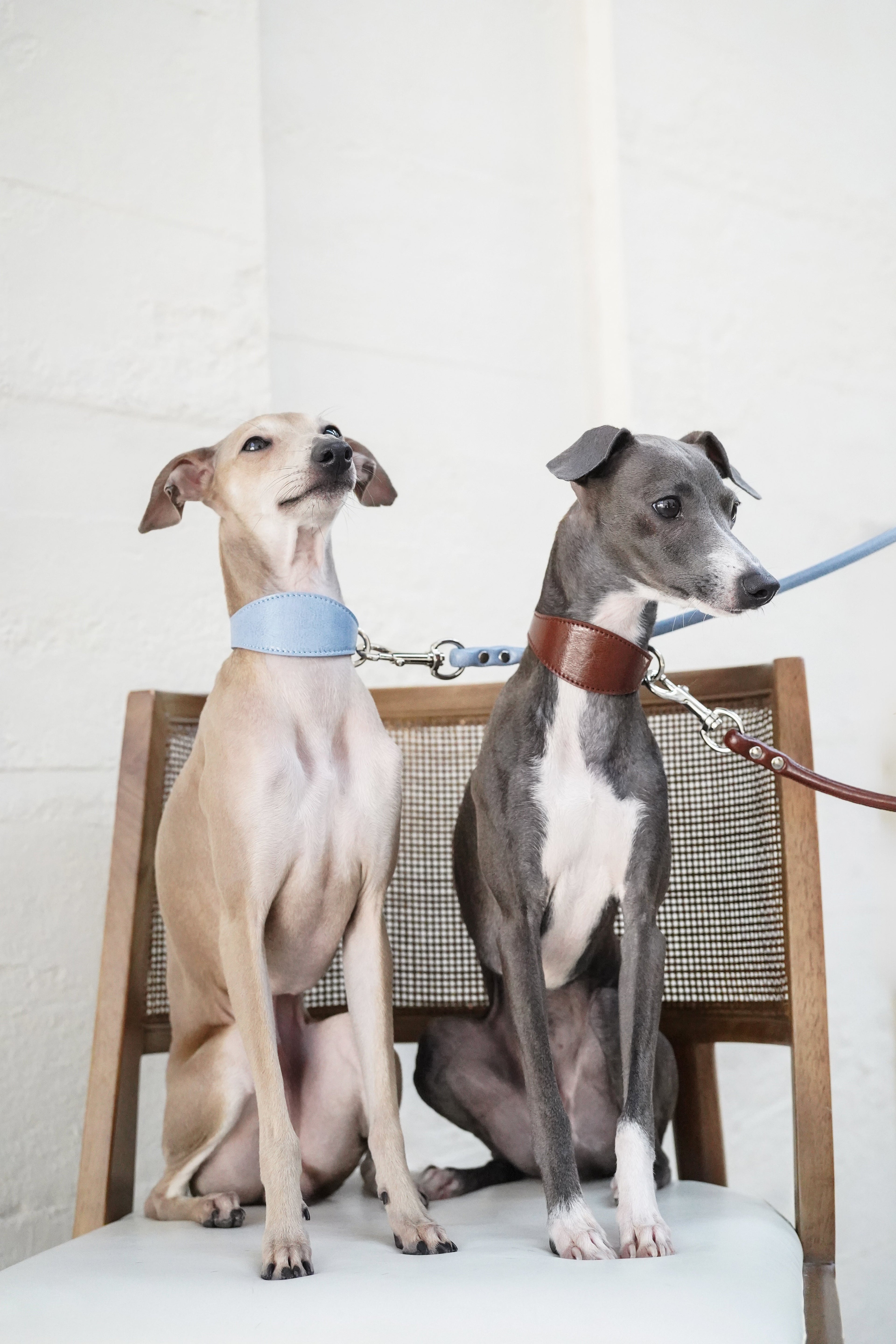Leather Dog Collar-Leash Set