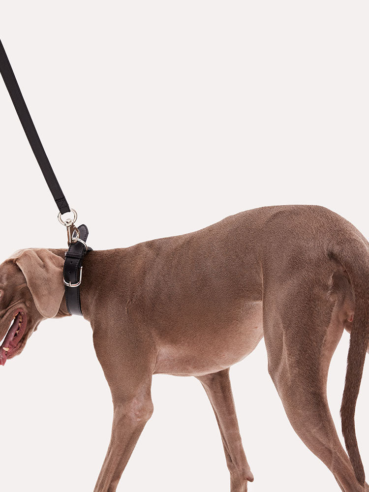 Leather Dog Leash