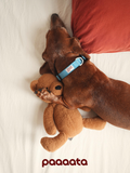 Lightweight Dog Collar with Silent Buckle