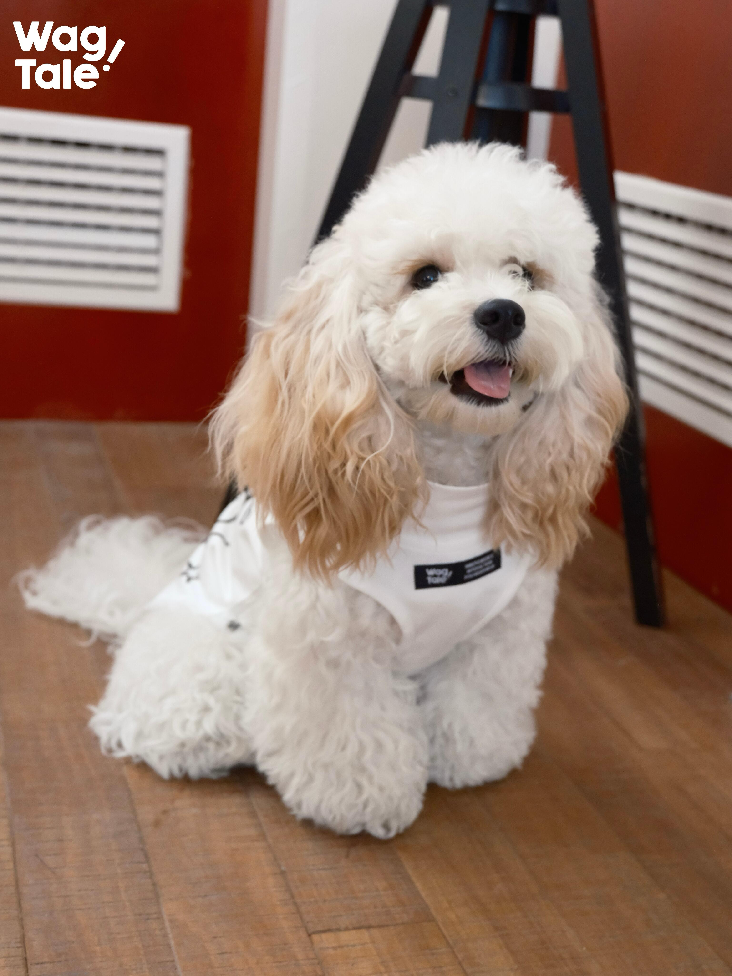 UPF 50+ Sun-Protective Cooling Dog Vest