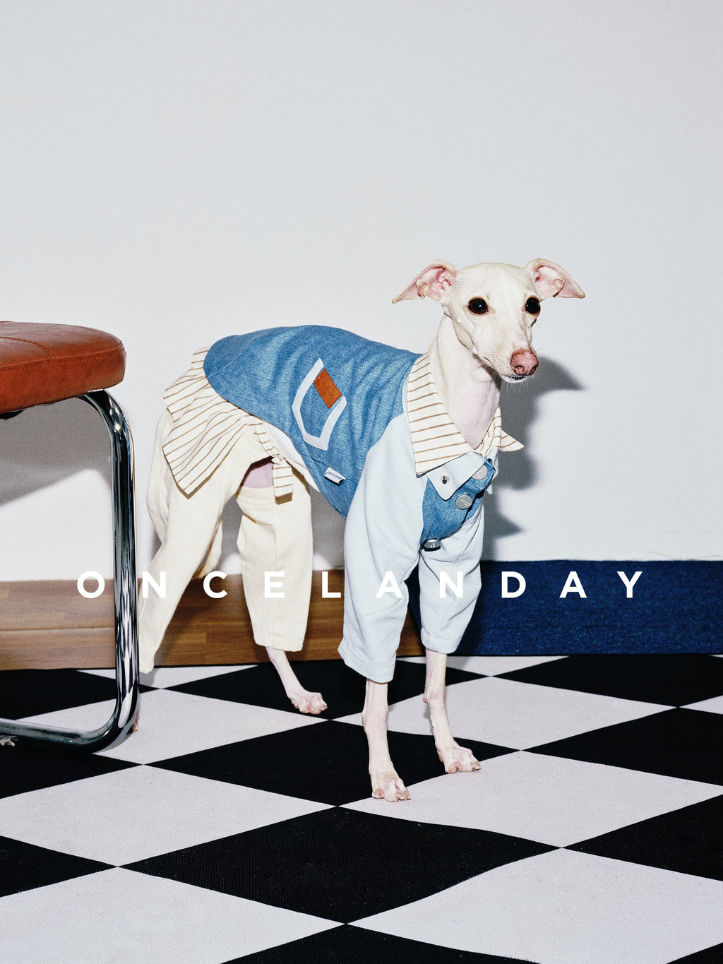Dog Denim Shirt