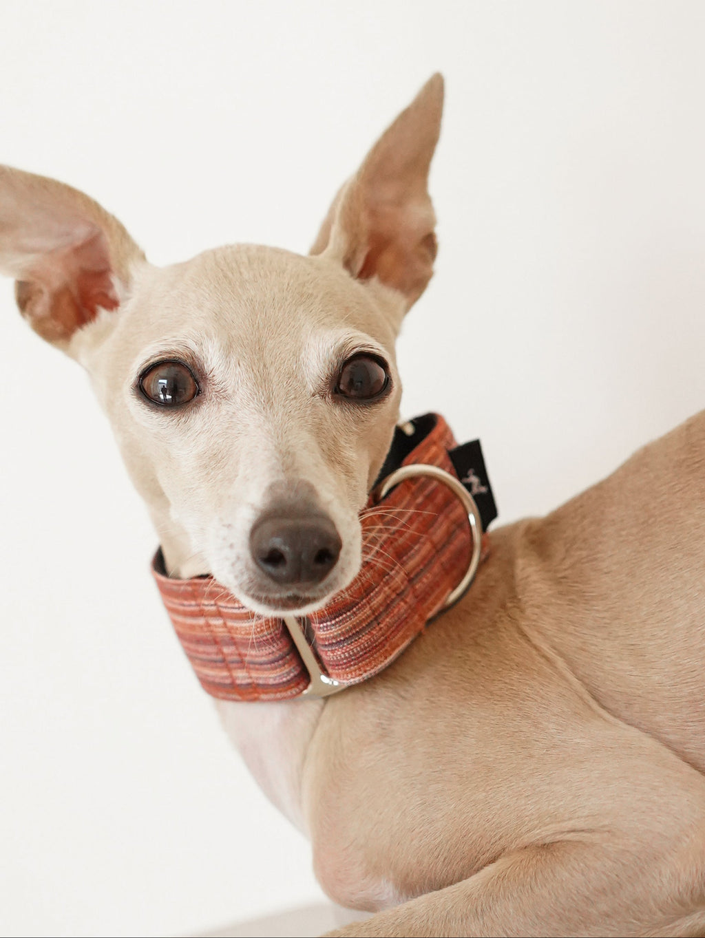 Martingale Dog Collar