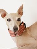 Martingale Dog Collar