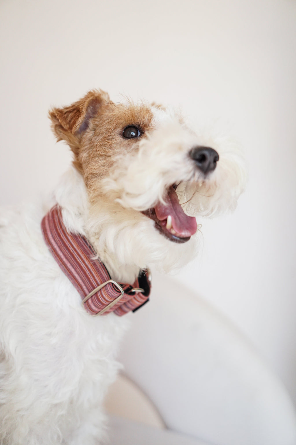 Martingale Dog Collar