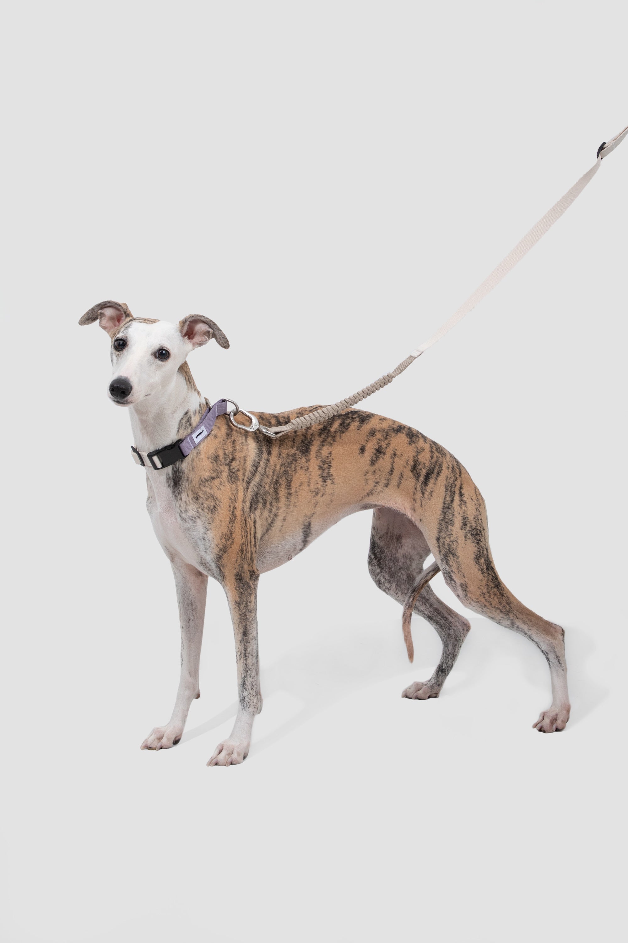 Quick Release Anti-Pull Dog Slip Collar