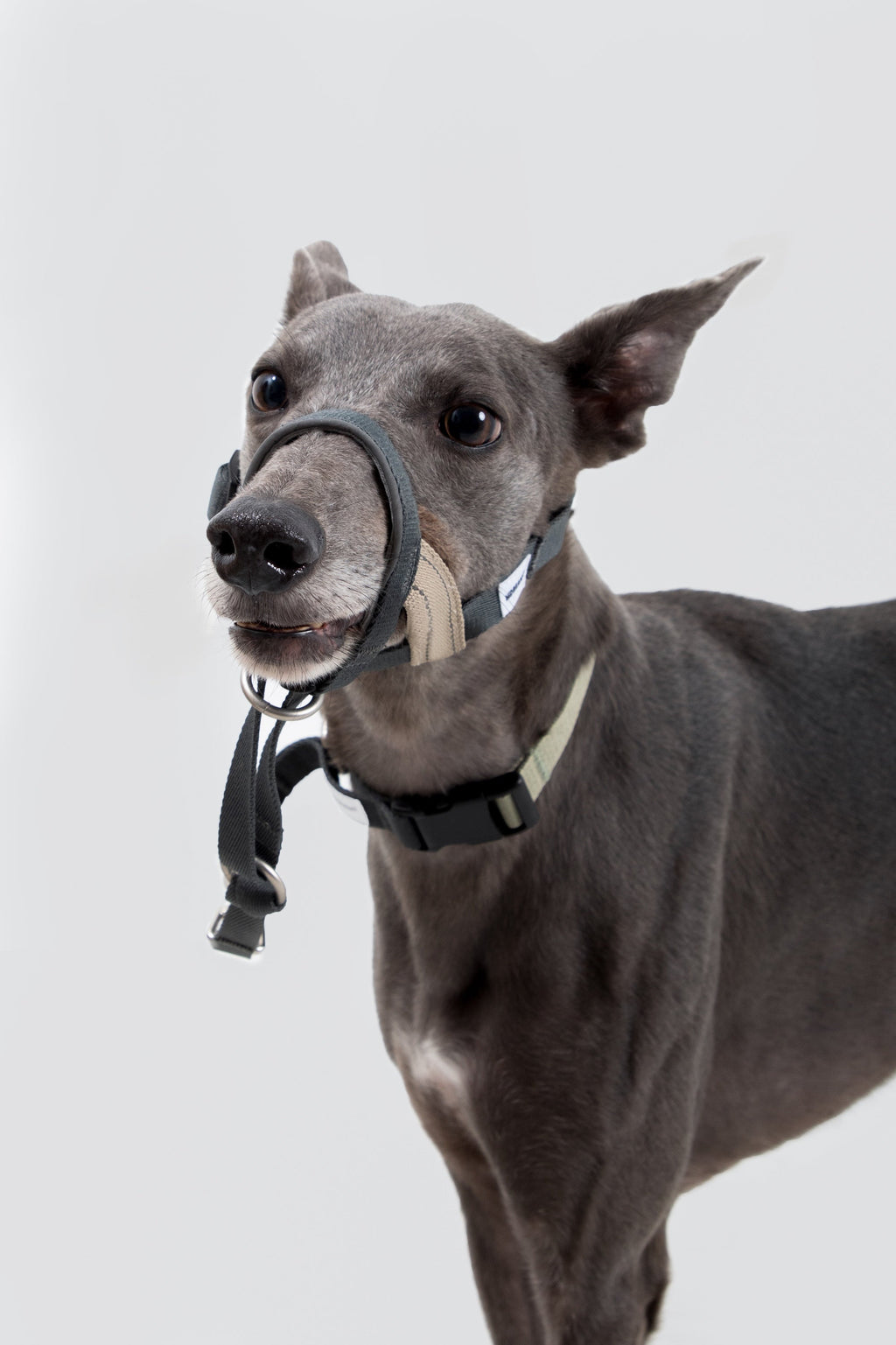 No-Pull Dog Head Collar