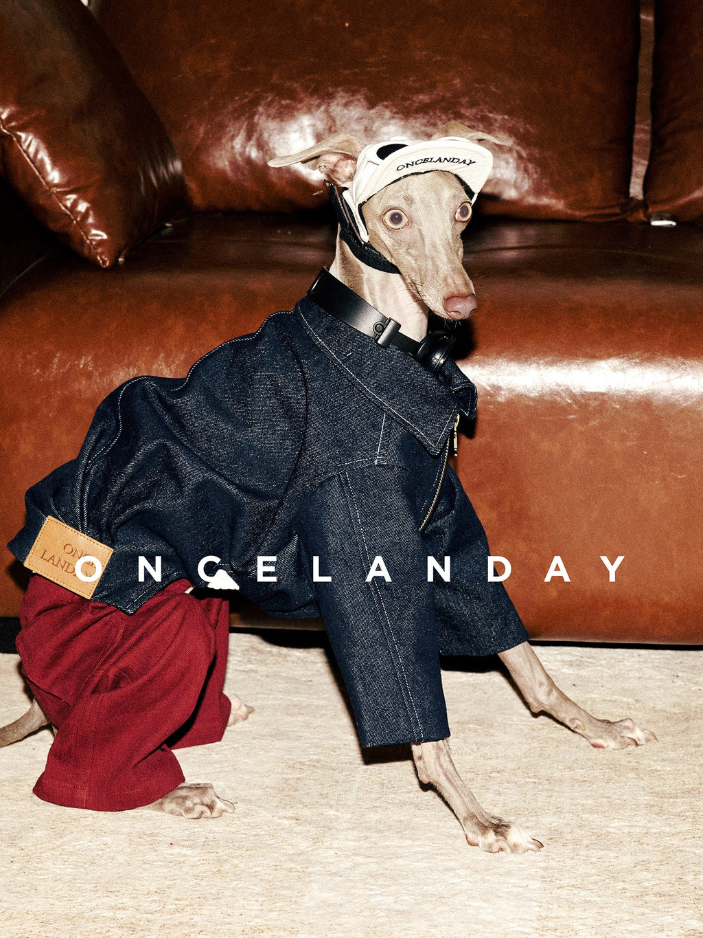 Denim Dog Jacket