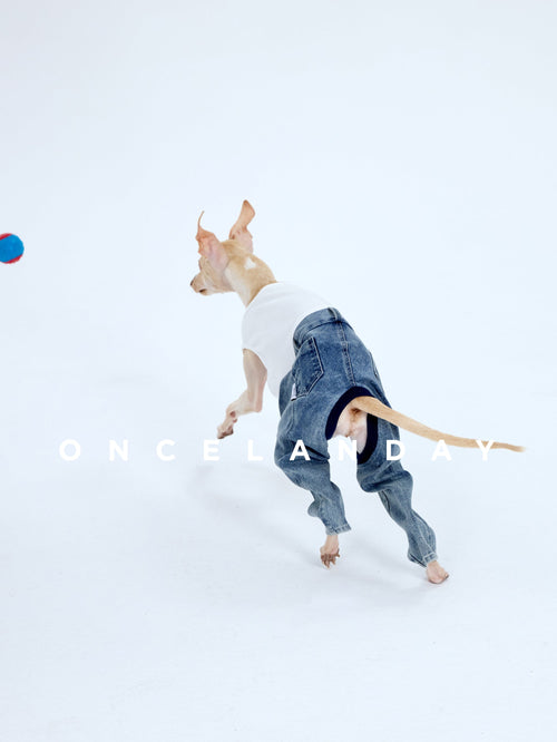 Denim Dog Jeans