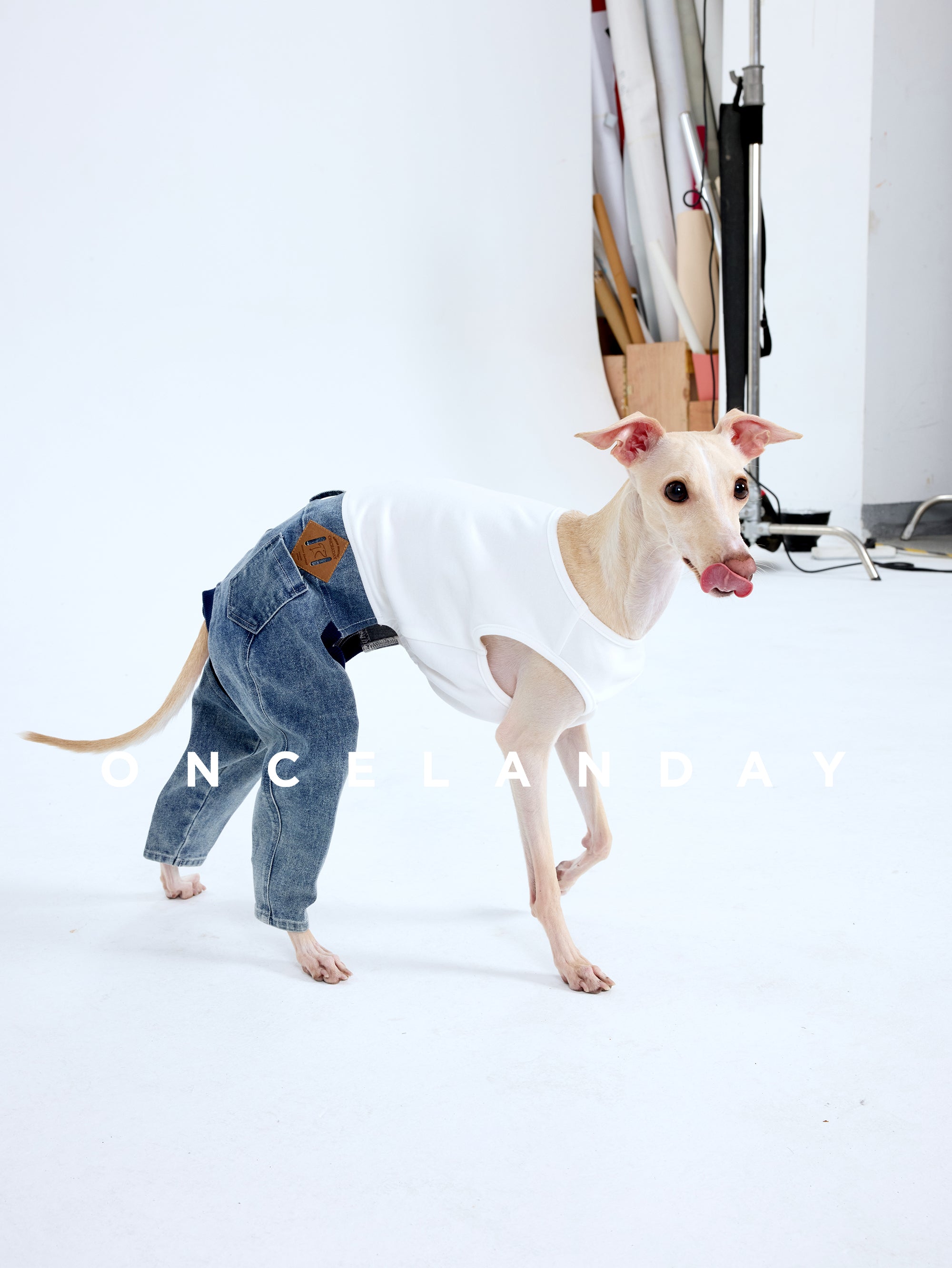 Denim Dog Jeans