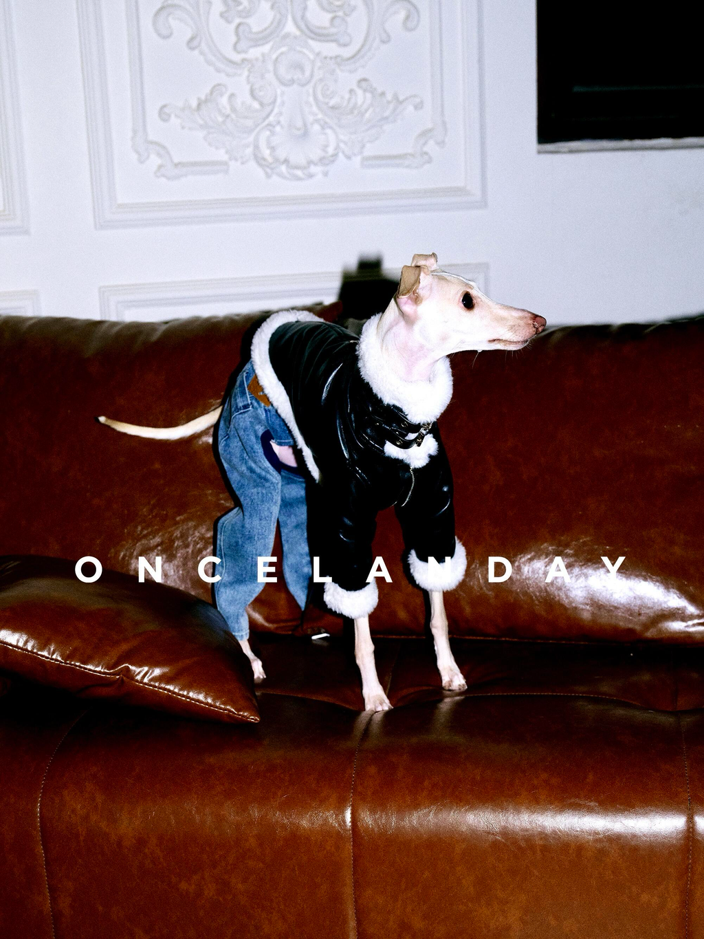 Leather Dog Jacket