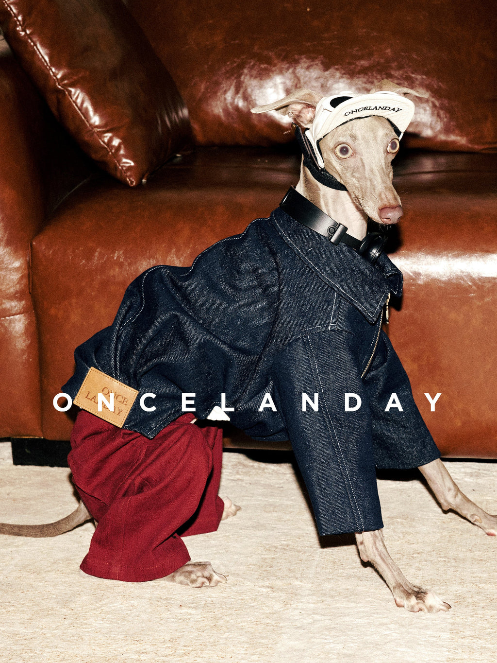 Dog Jeans