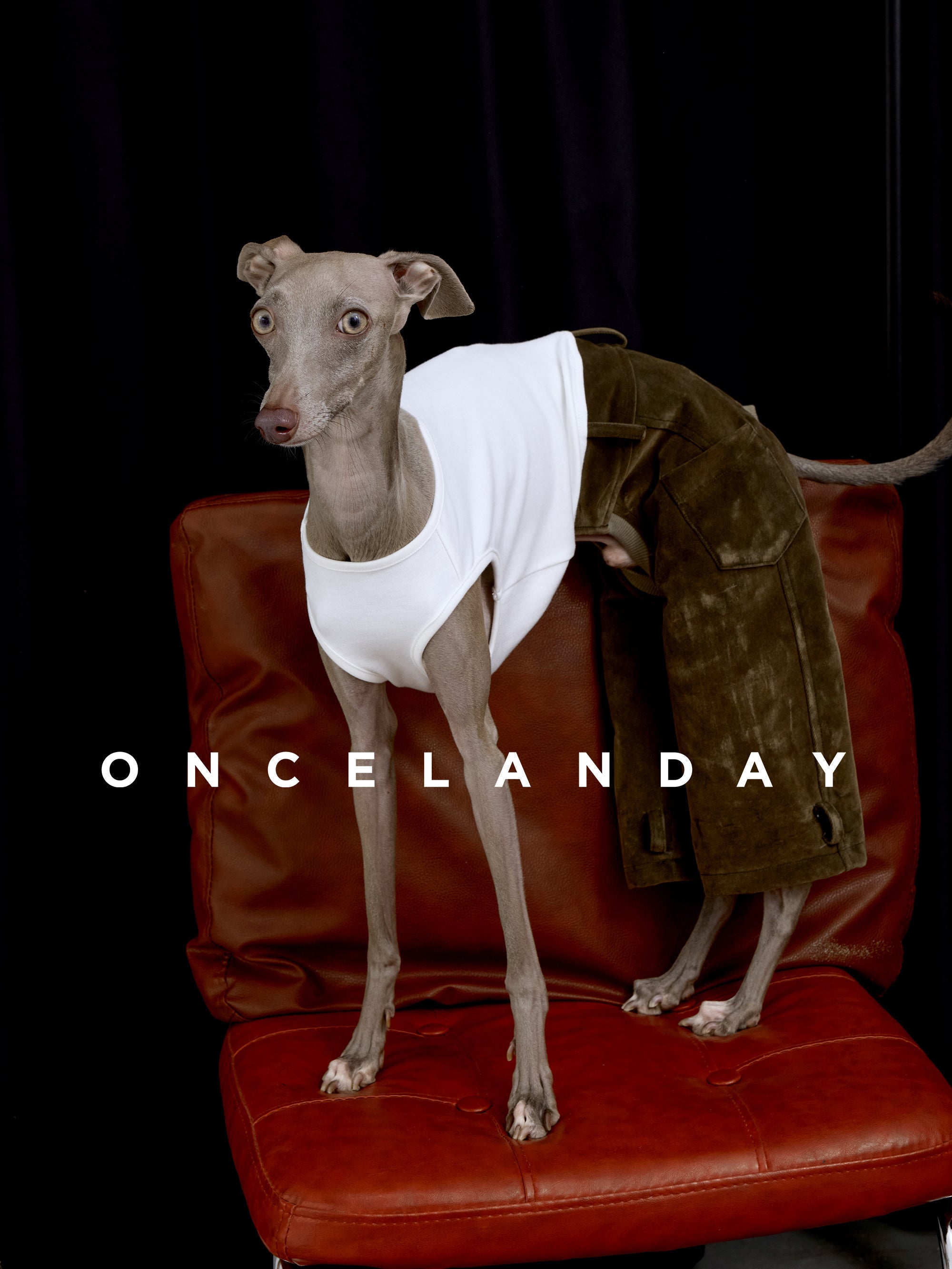 Cotton Dog Pants