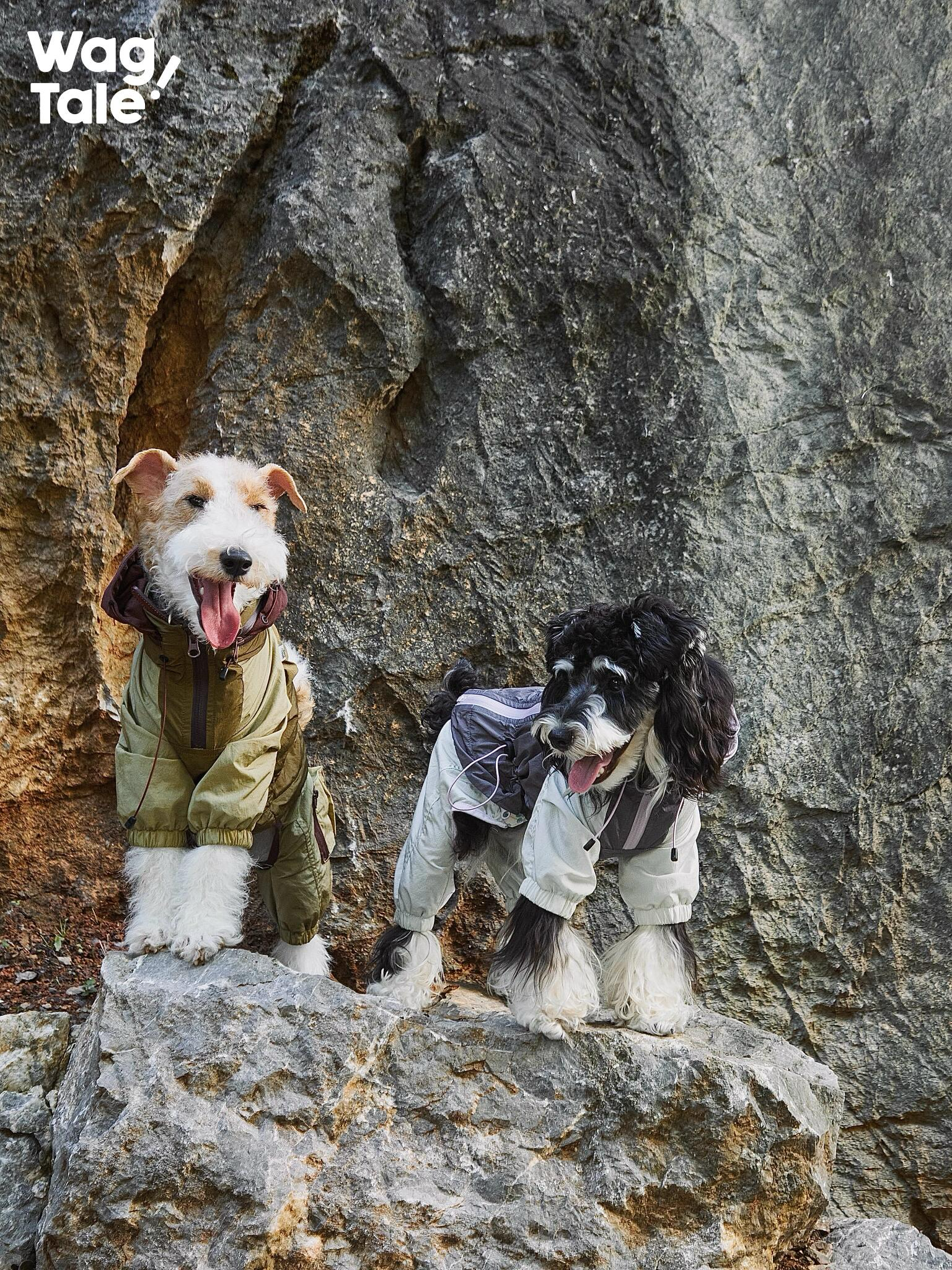 All-Weather Outdoor Waterproof Dog Windbreaker