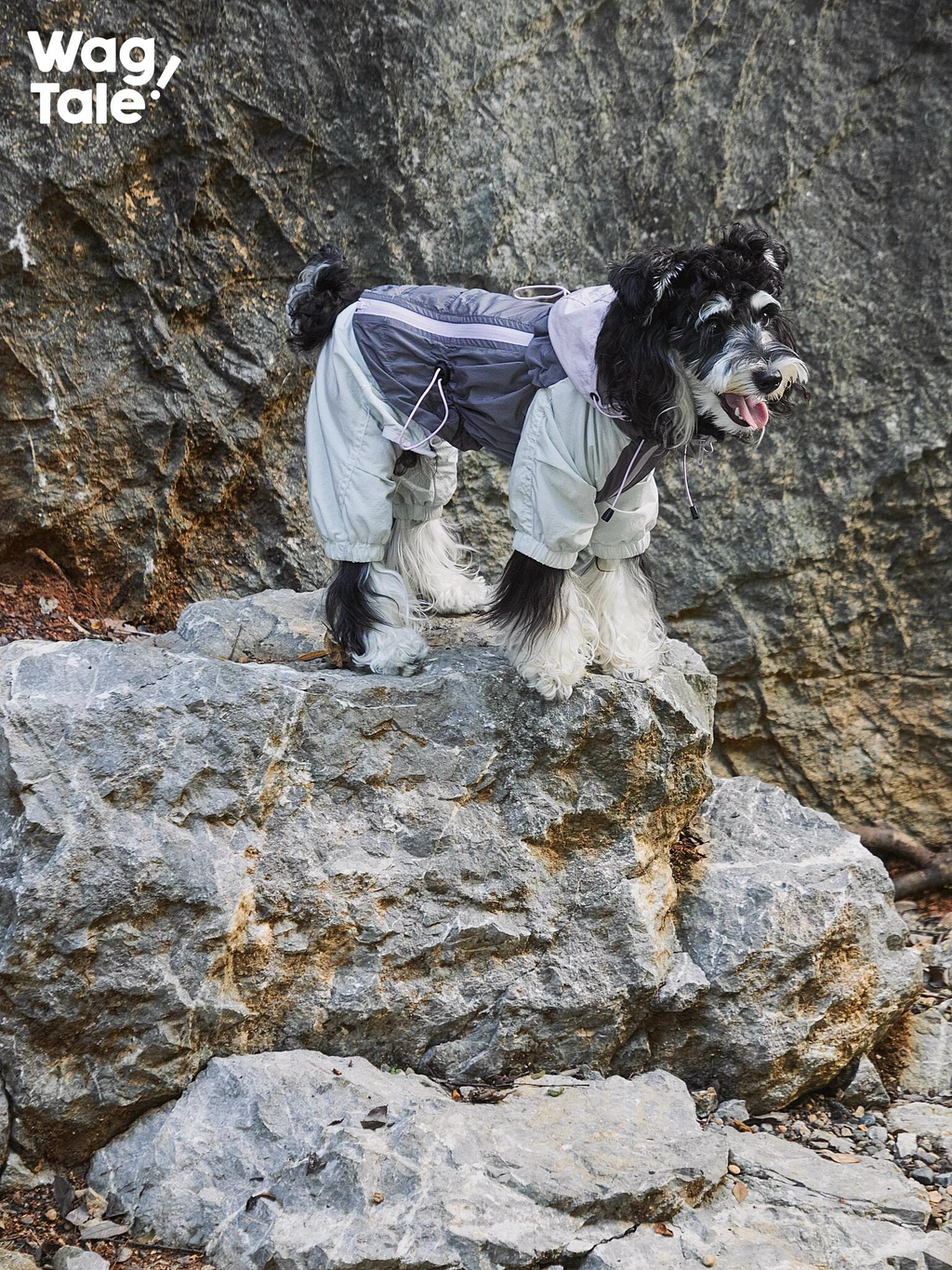 All-Weather Outdoor Waterproof Dog Windbreaker