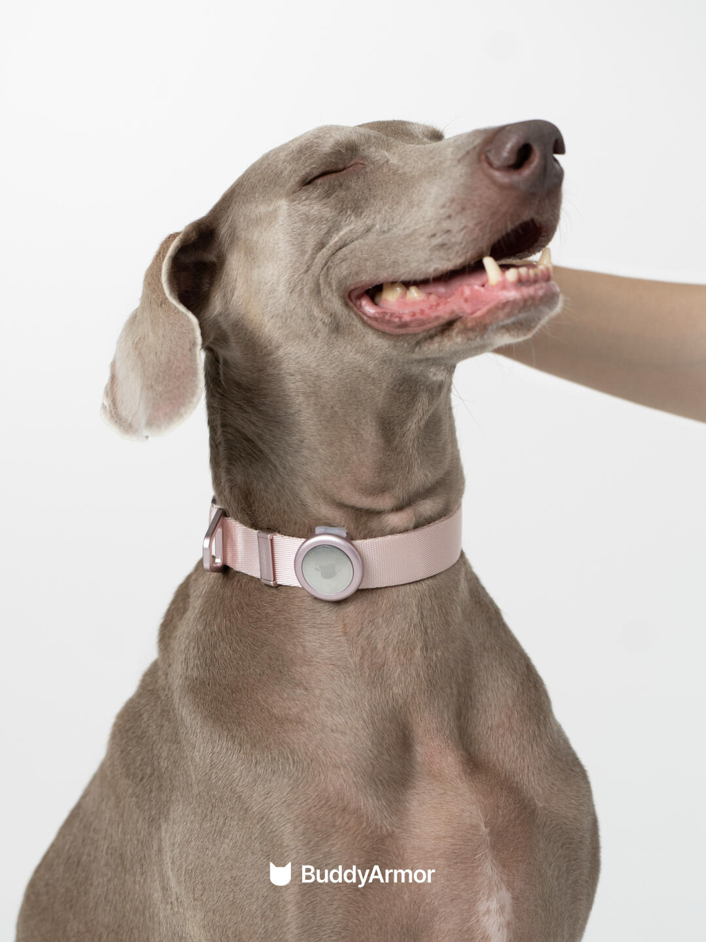 Quick-Release Dog Collar with AirTag Holder