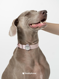 Quick-Release Dog Collar with AirTag Holder