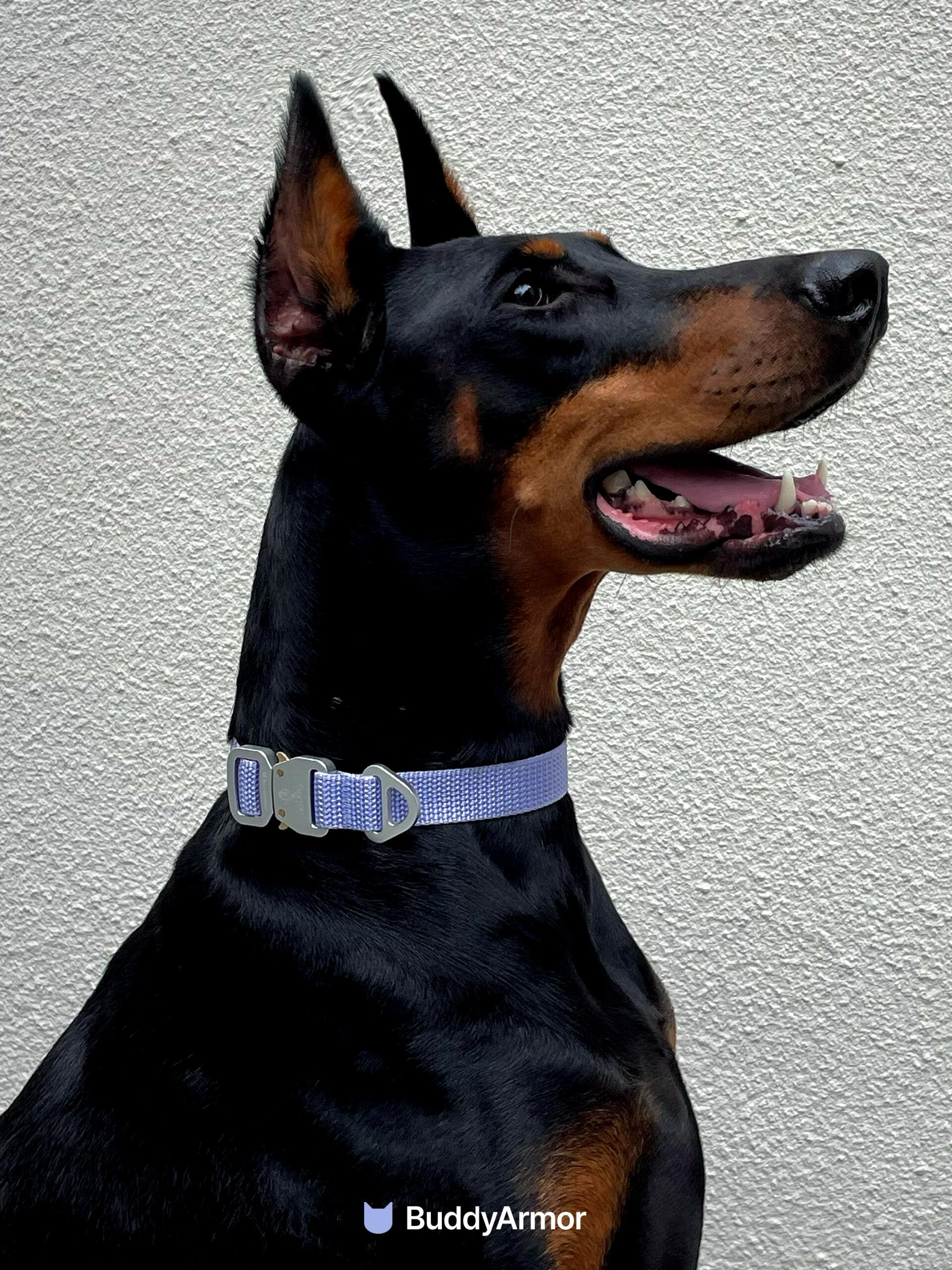 Quick-Release Dog Collar
