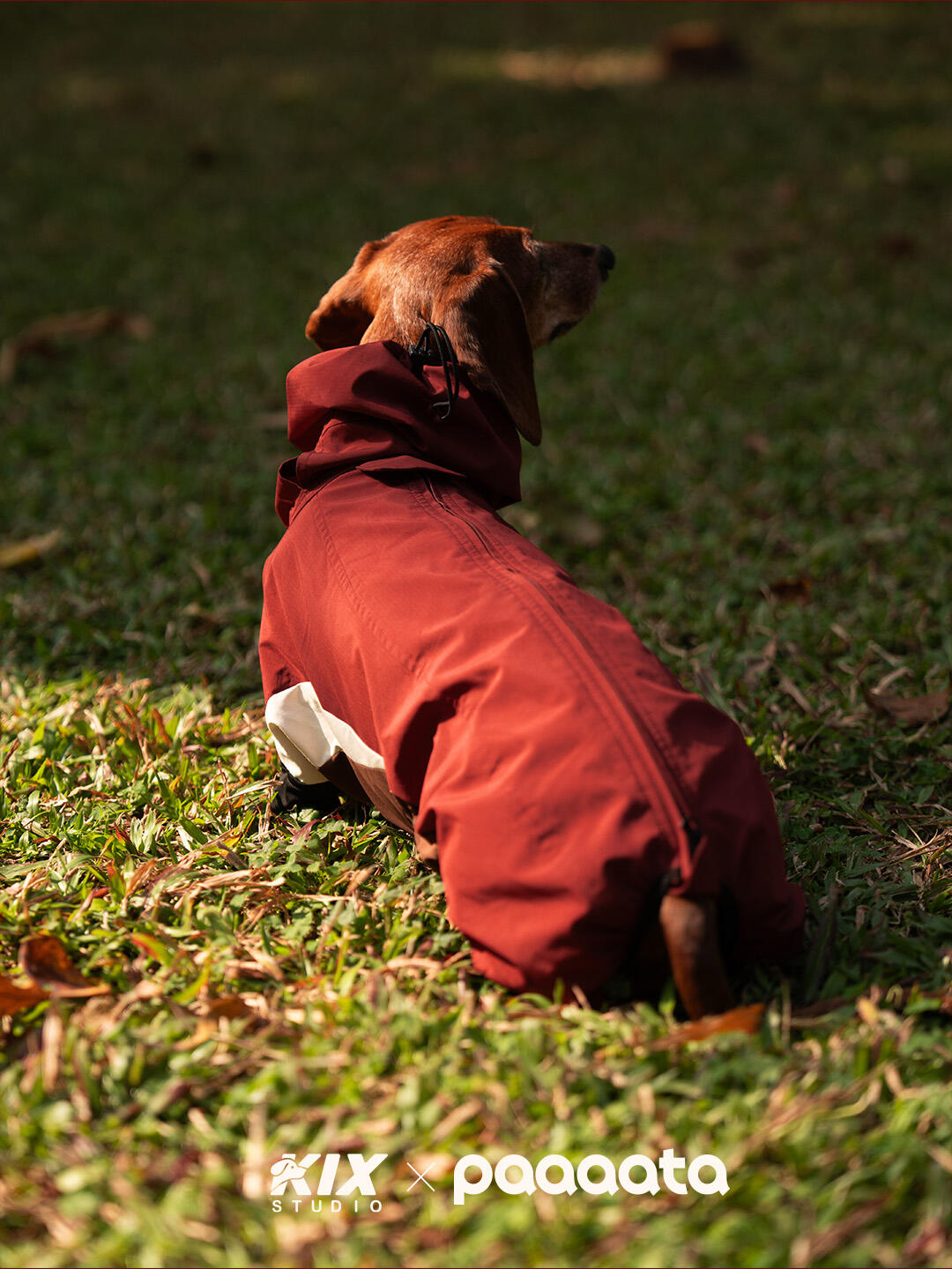 Dachshund Waterproof Jacket