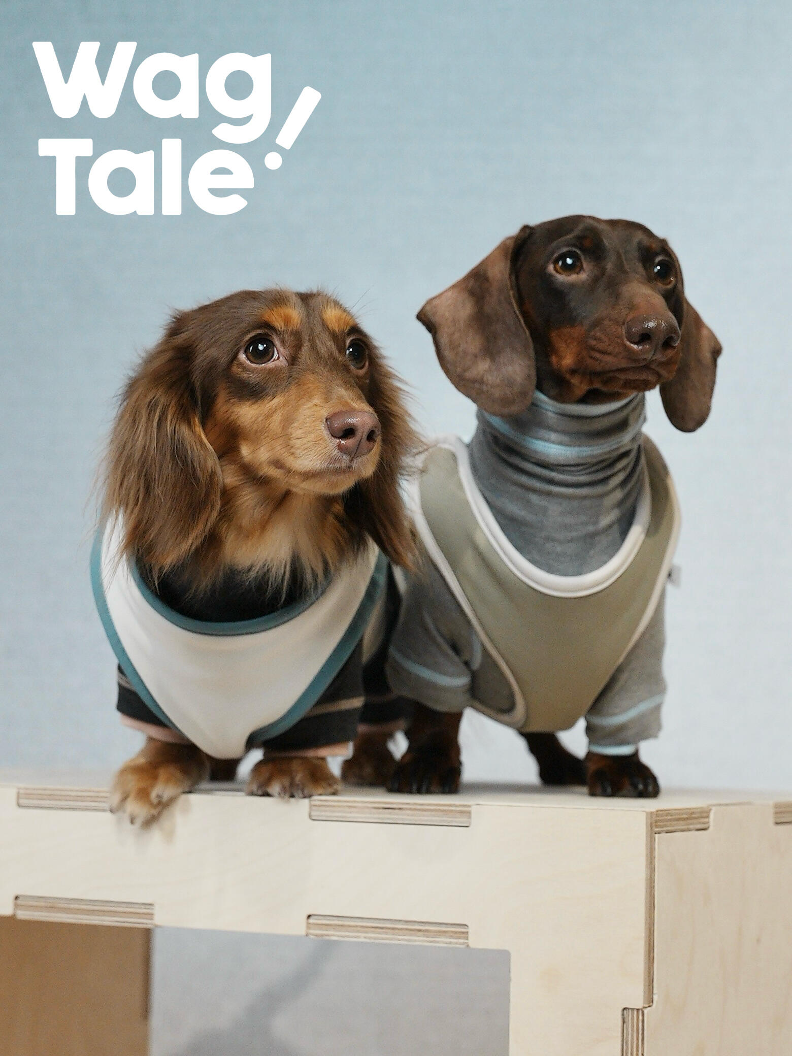 Reversible Waterproof Dog Vest