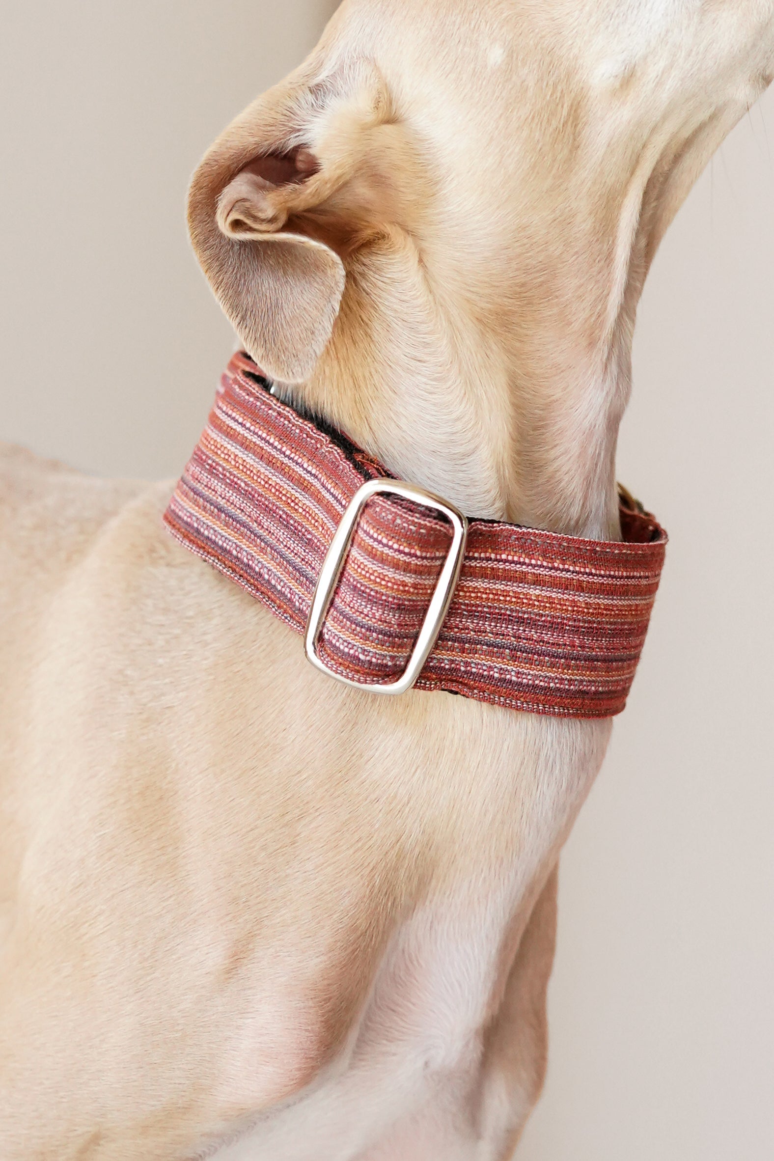 Martingale Dog Collar