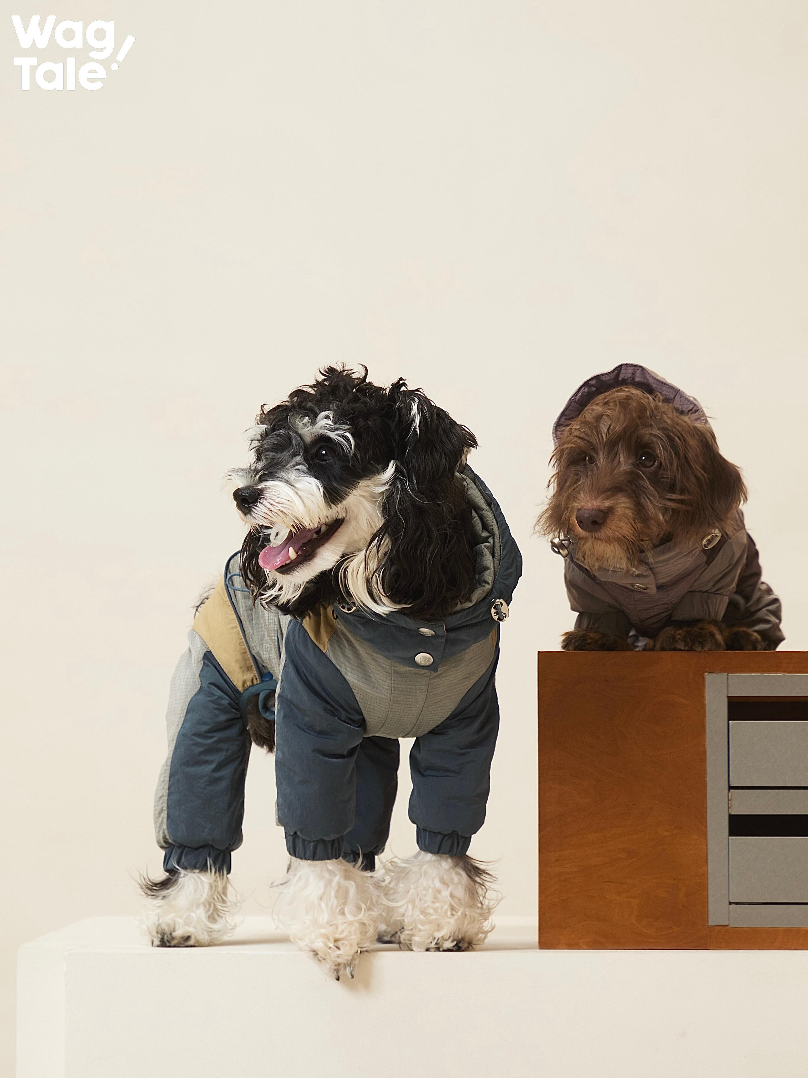 Insulated Dog Outdoor Suit For Cold Weather