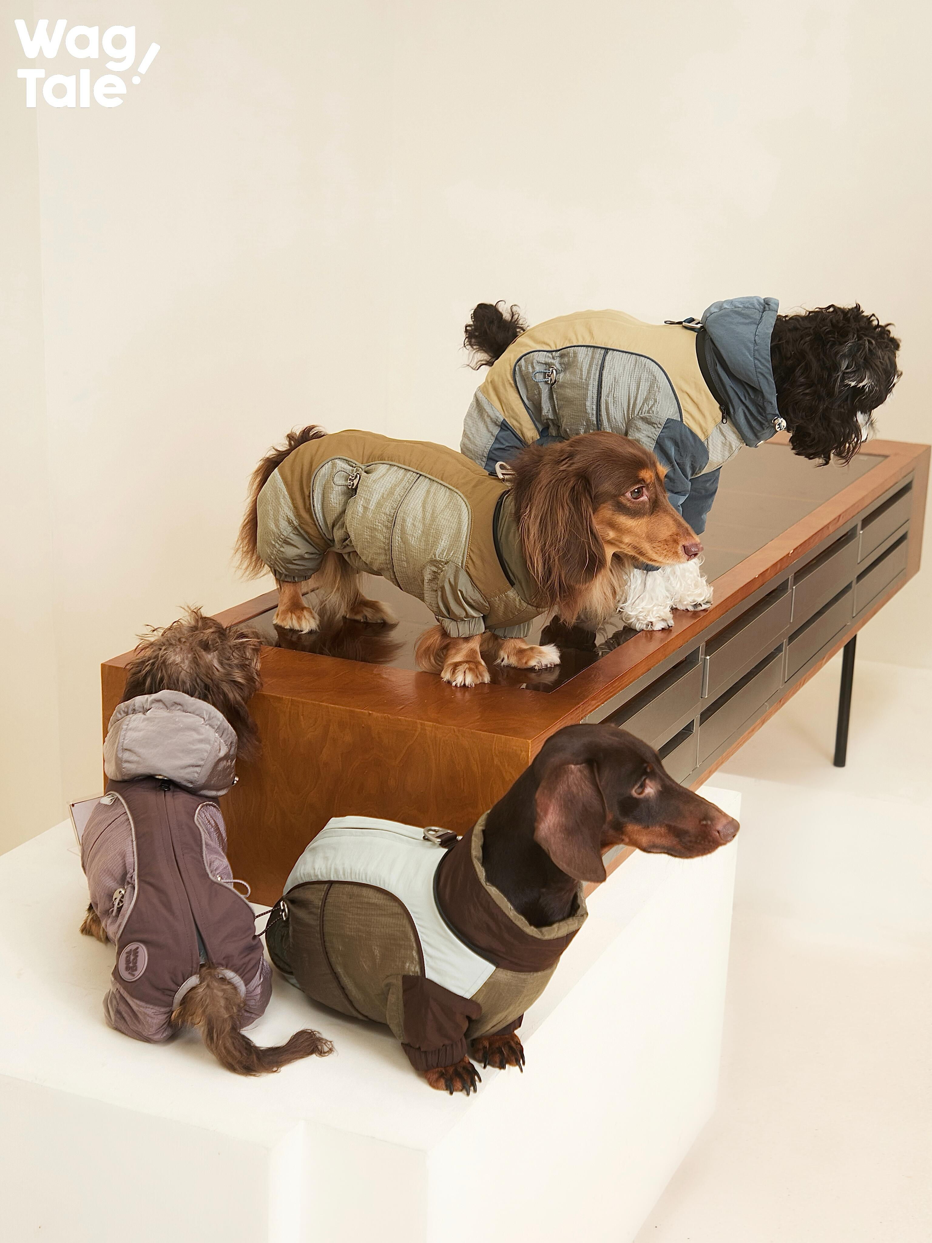 Insulated Dog Outdoor Suit For Cold Weather