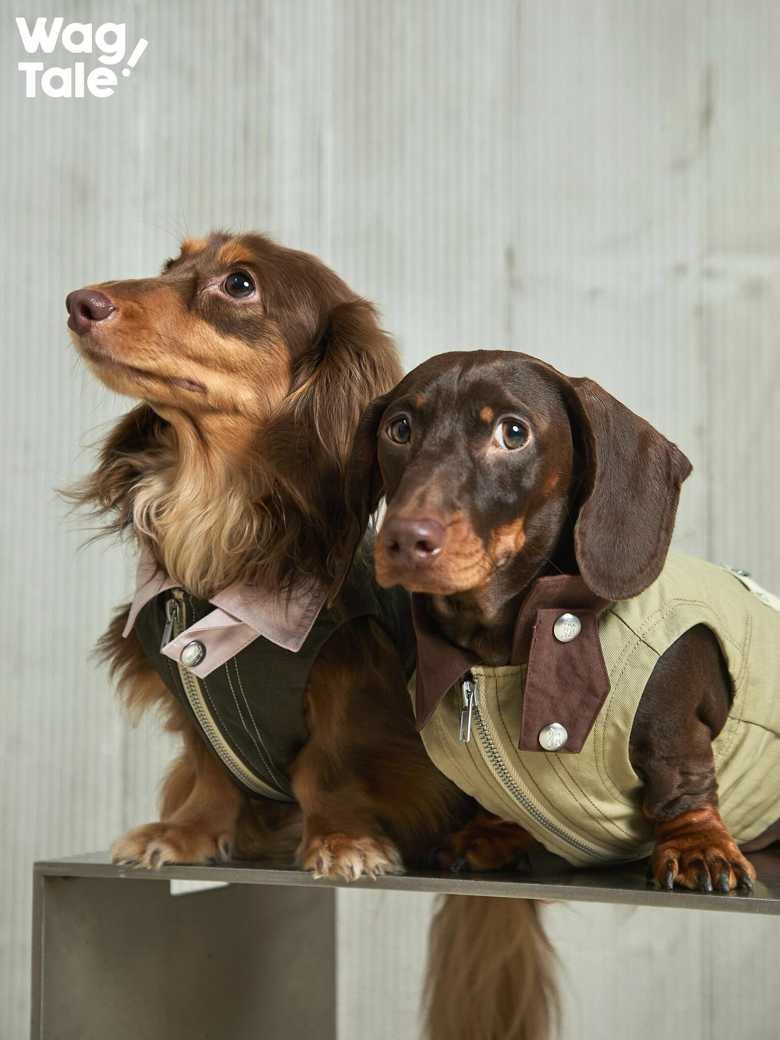 Utility Urban Outdoor Dog Vest