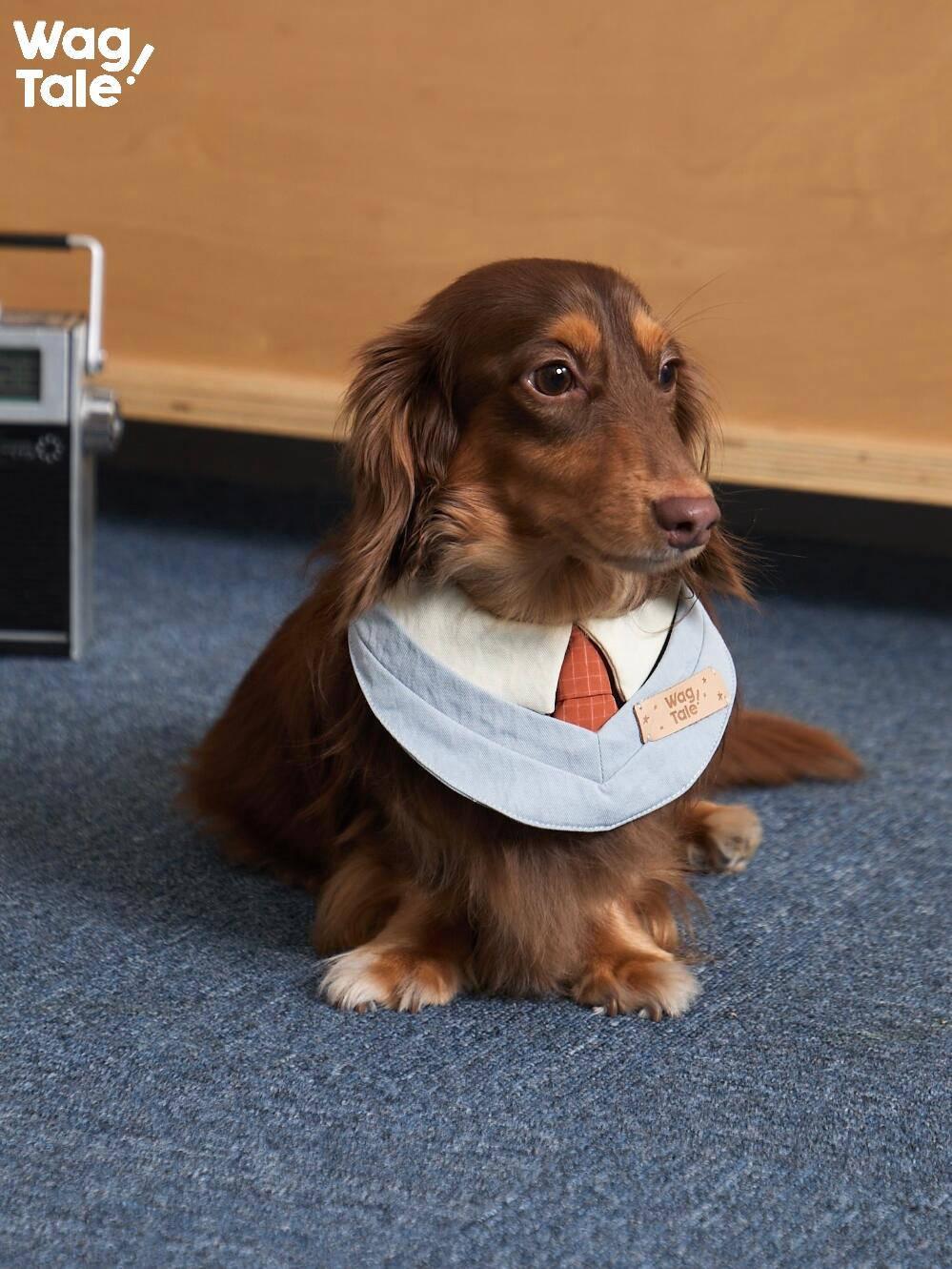 Mini Tie Dog Bandana