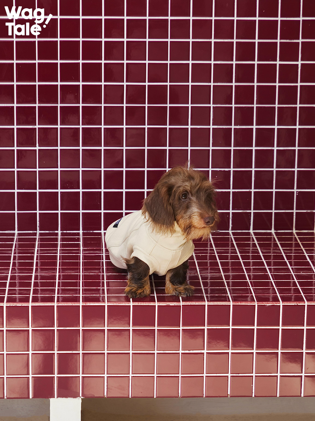 Stretch High Neck Dog Jumper